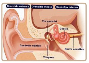 orecchio